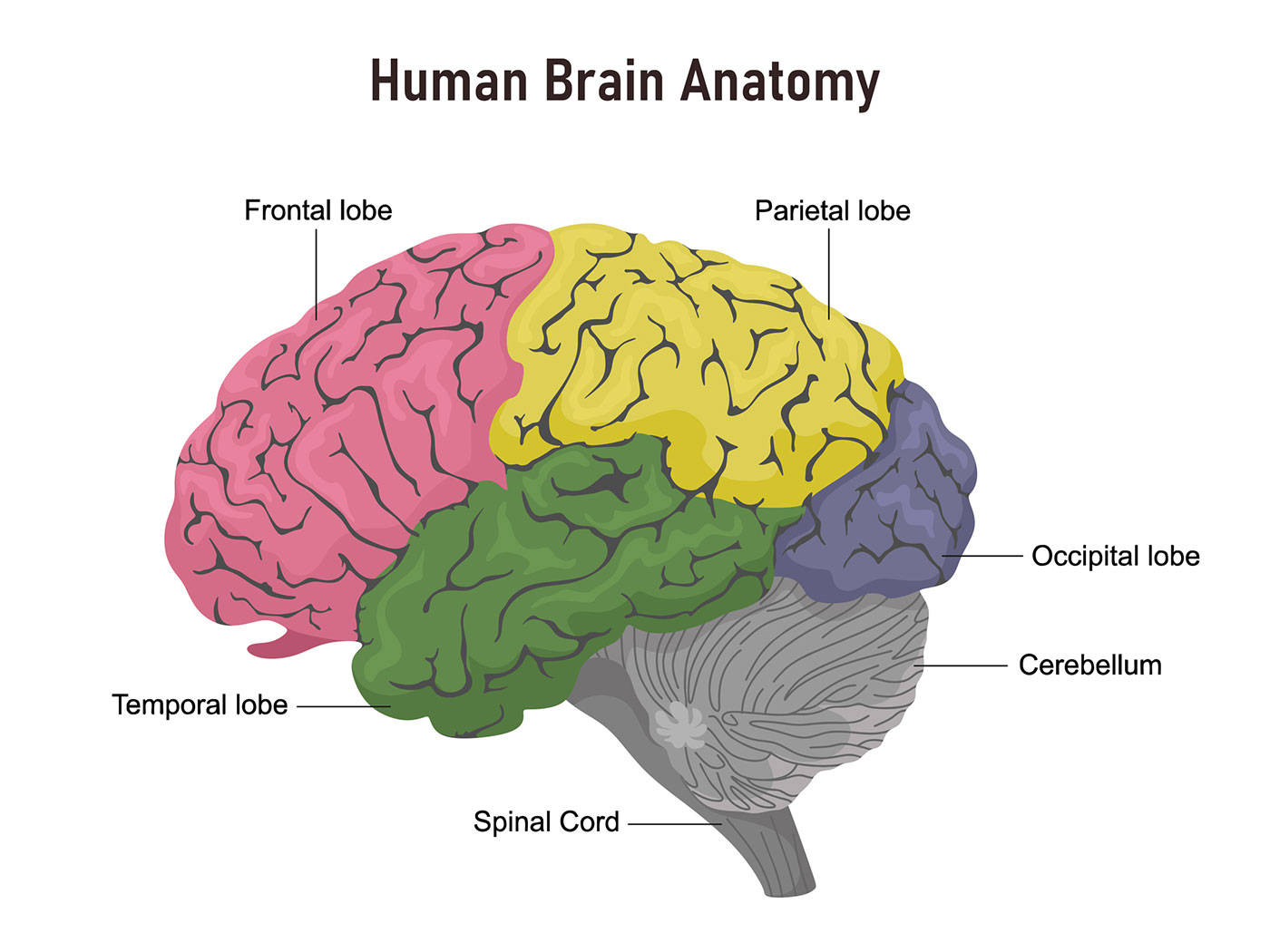 Human Brain Anatomy Cerebral Illustration Wallpaper