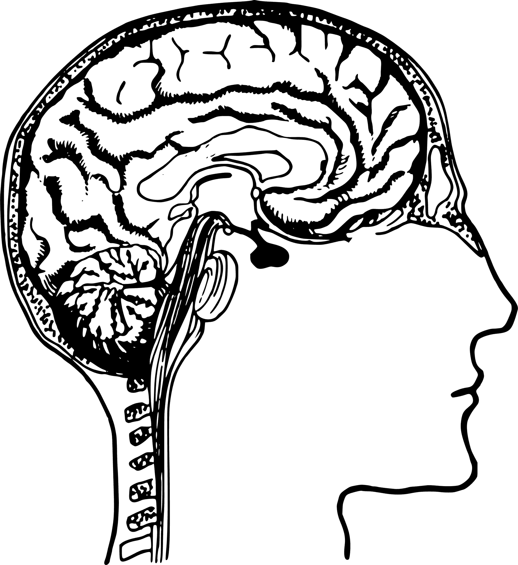 Human Brain Anatomy Clipart PNG