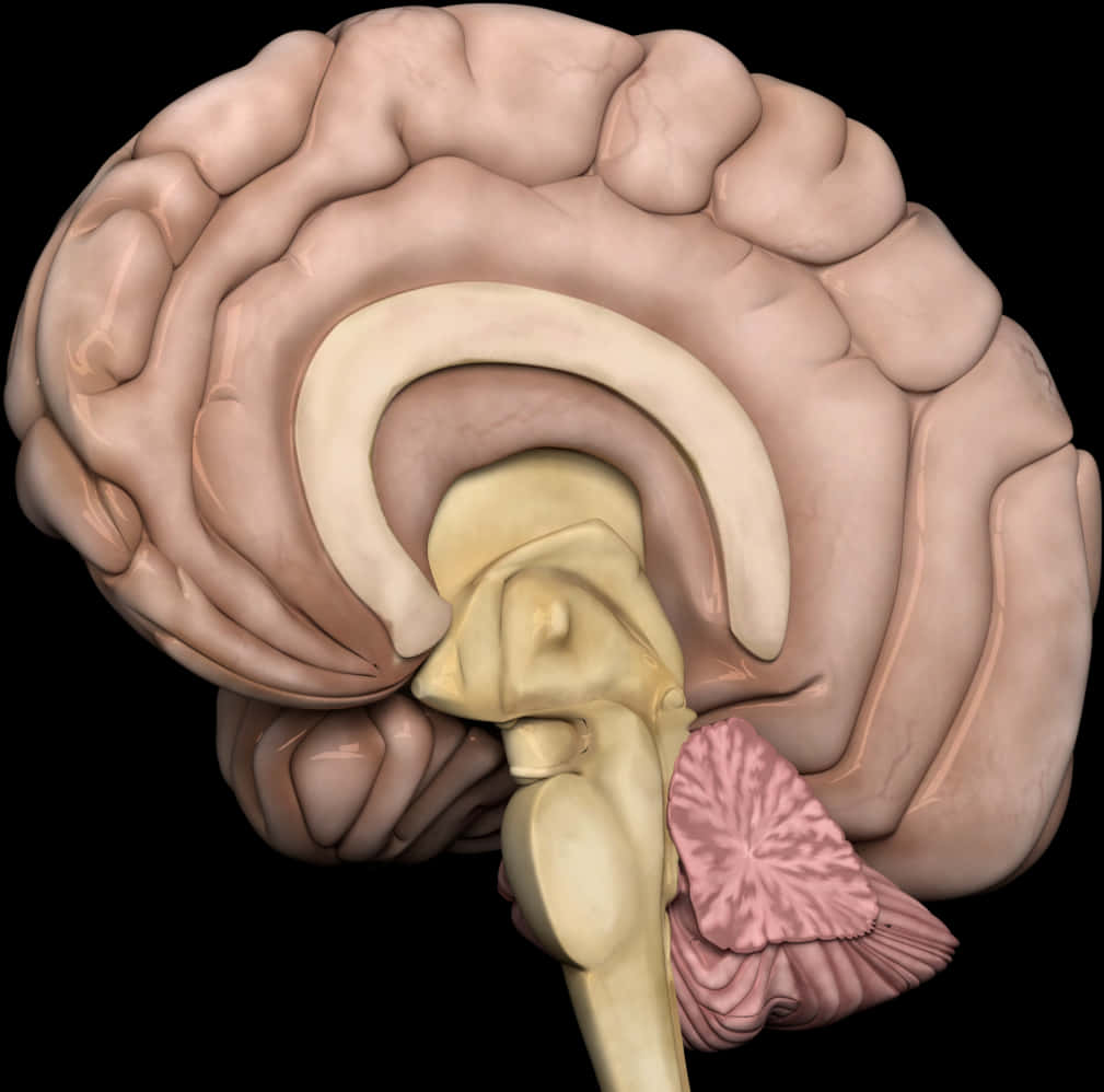 Human Brain Anatomy Illustration PNG