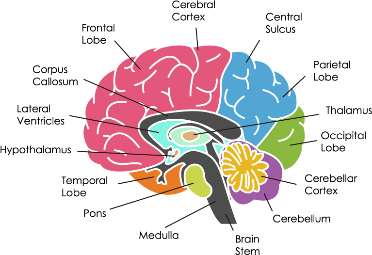 Human Brain Anatomy Illustration PNG