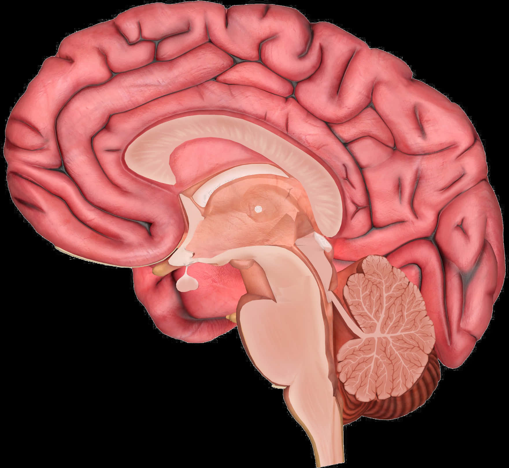 Human Brain Anatomy Illustration PNG