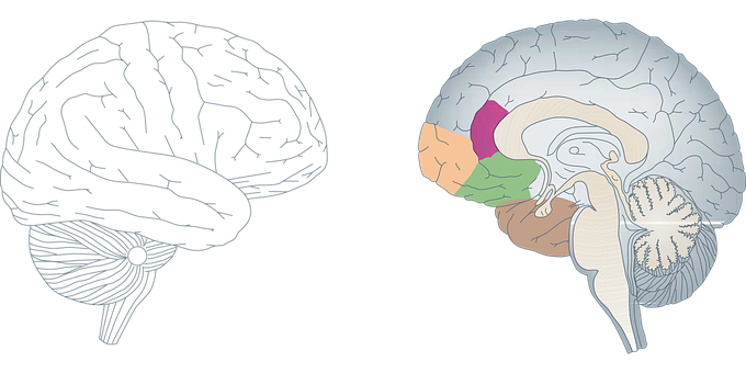 Human Brain Anatomy Illustration PNG