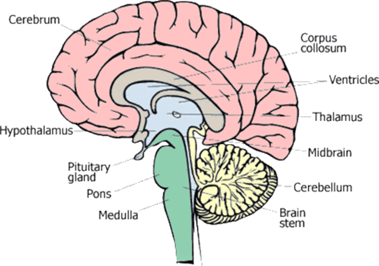Human Brain Anatomy Labelled PNG