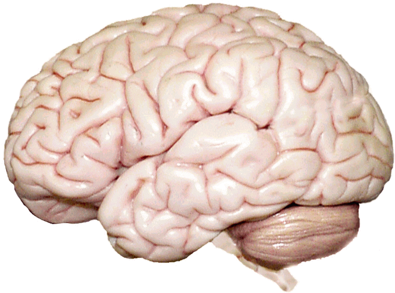 Human Brain Anatomy PNG