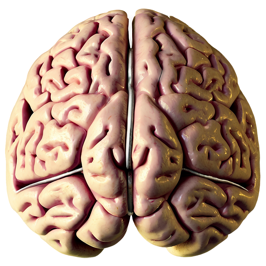 Human Brain C PNG