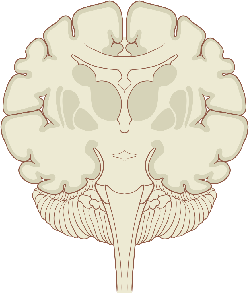 Human Brain Coronal Section Illustration PNG