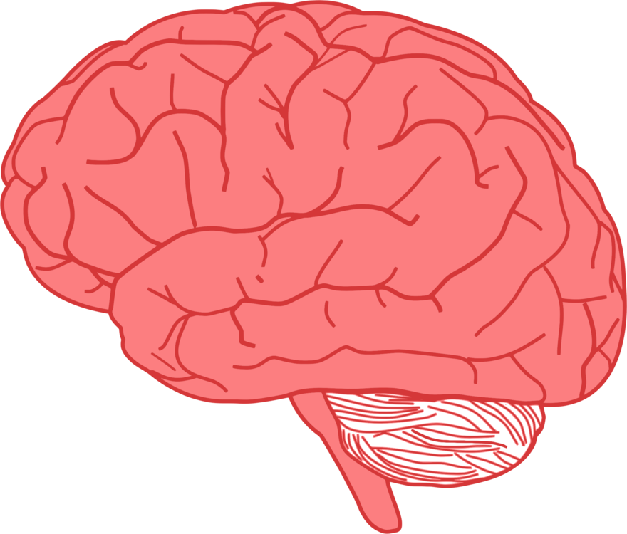 Human Brain Illustration PNG