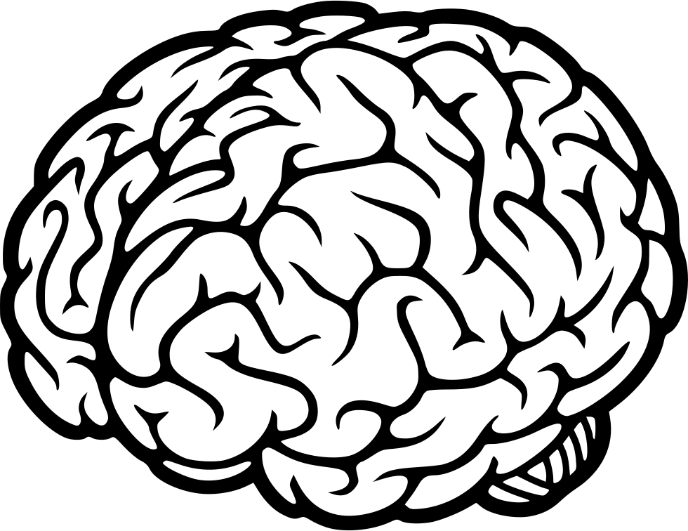 Human Brain Illustration PNG