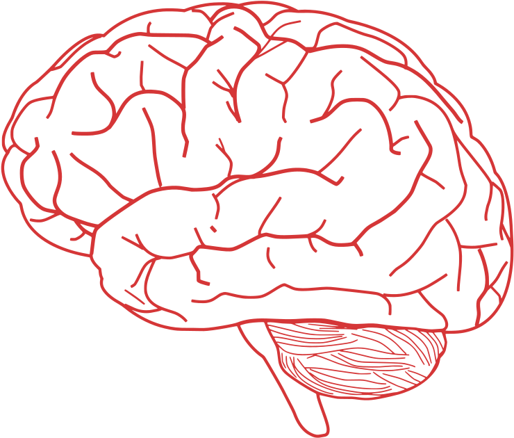 Human Brain Illustration PNG