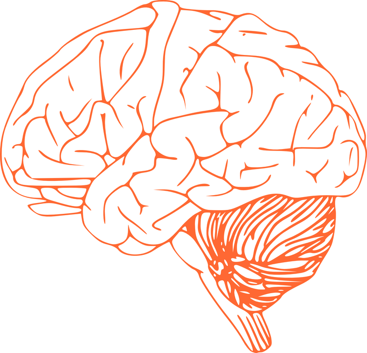 Human Brain Illustration Orangeon Blue PNG