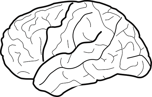 Human Brain Illustration PNG