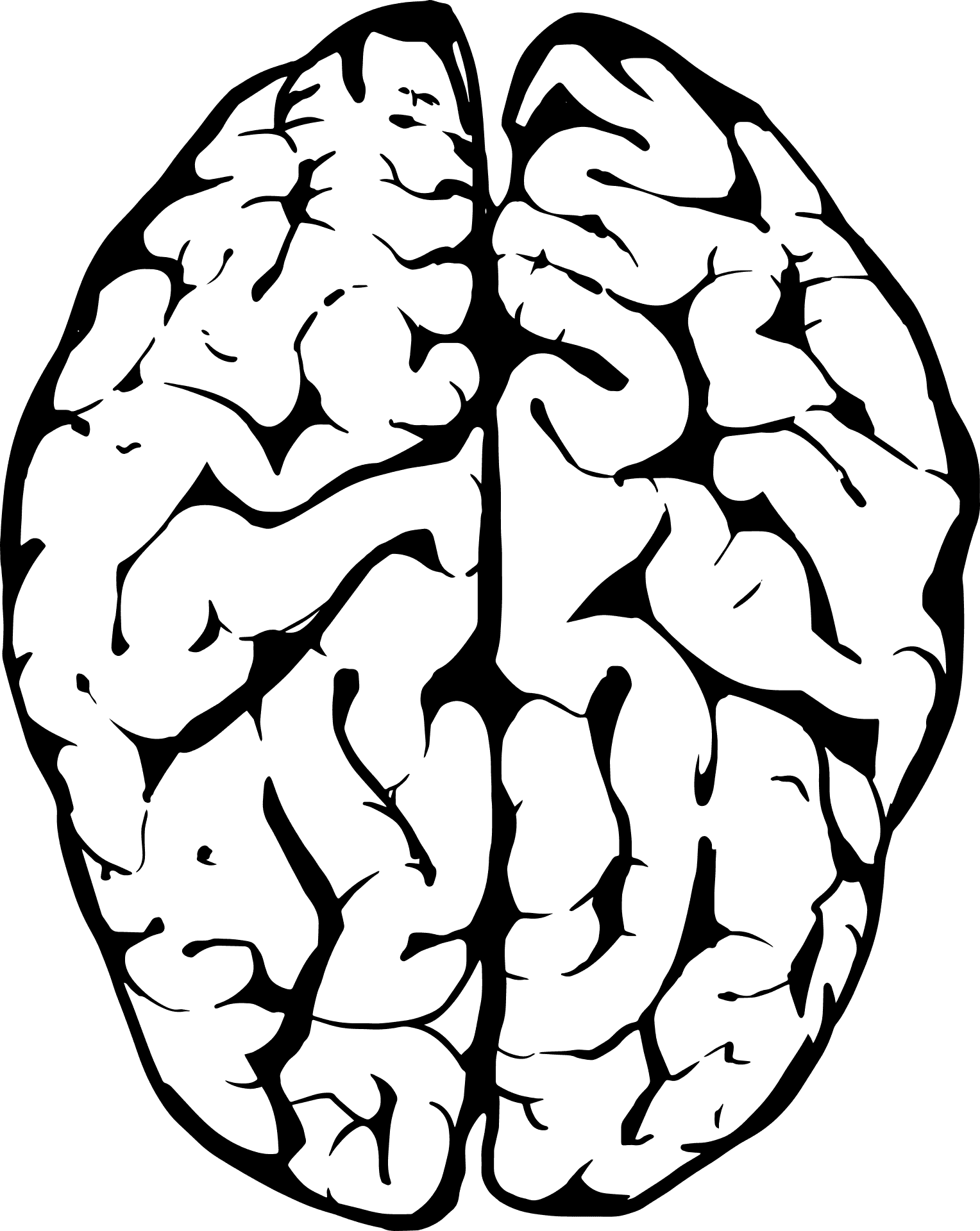 Human Brain Illustration.png PNG