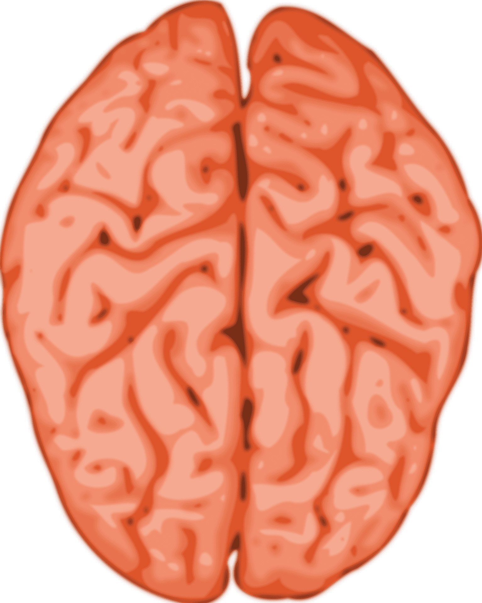 Human Brain Illustration.png PNG
