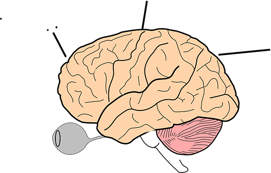 Human Brain Illustration PNG