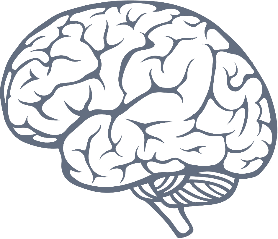 Human Brain Illustration PNG