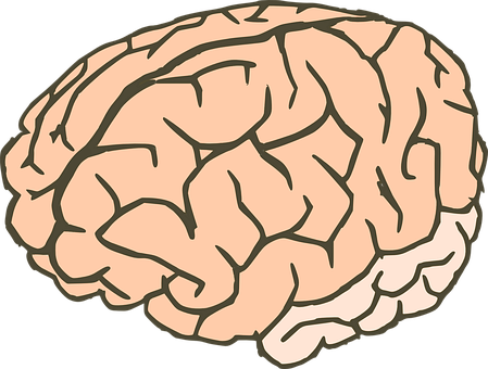 Human Brain Illustration PNG