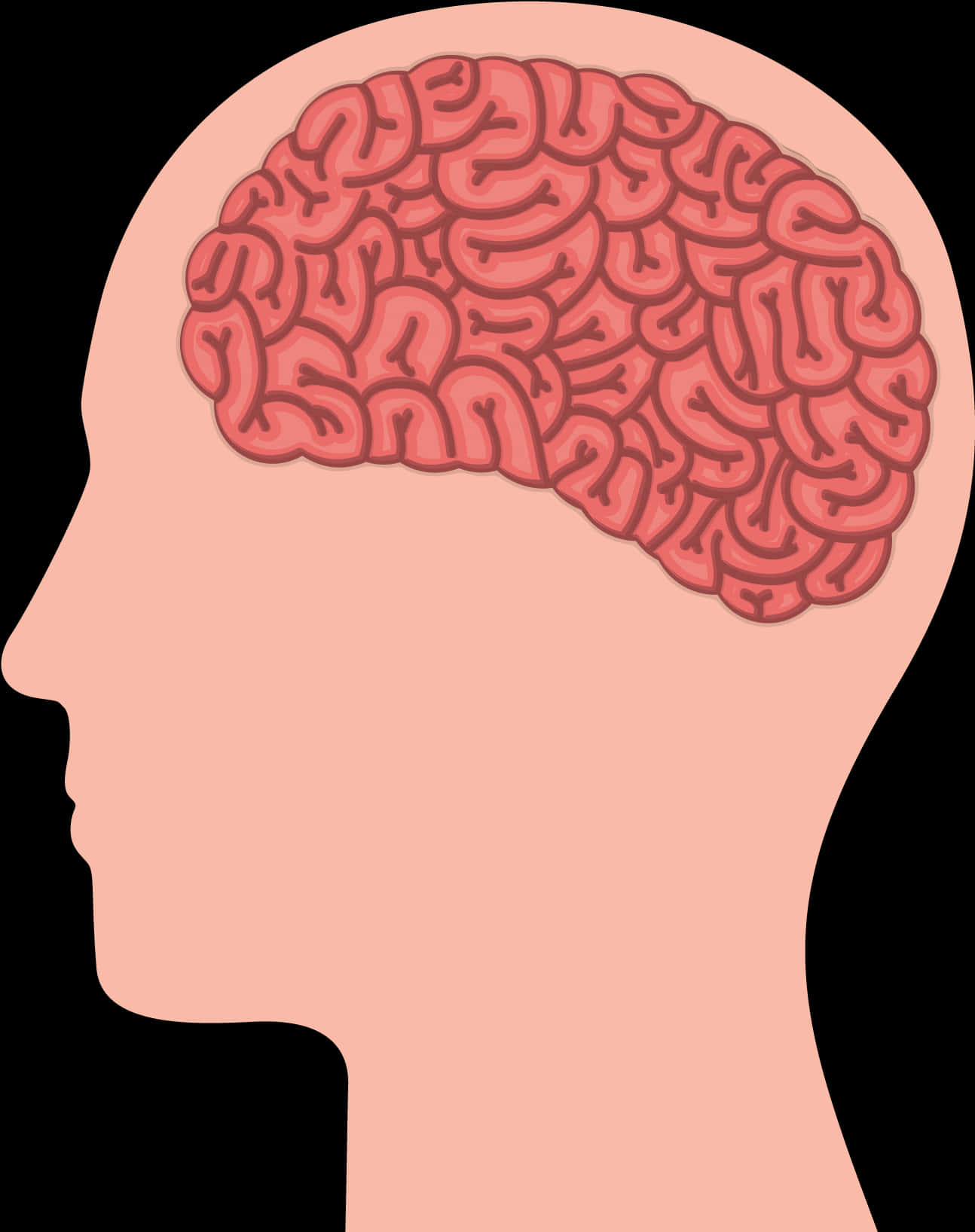 Human Brain Illustration PNG