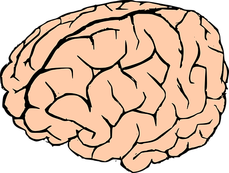 Human Brain Illustration PNG