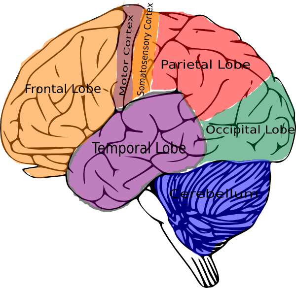 Human Brain Lobes Clipart PNG