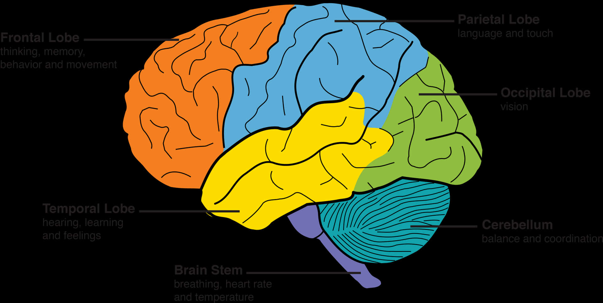 Human Brain Lobes Functions Illustration PNG