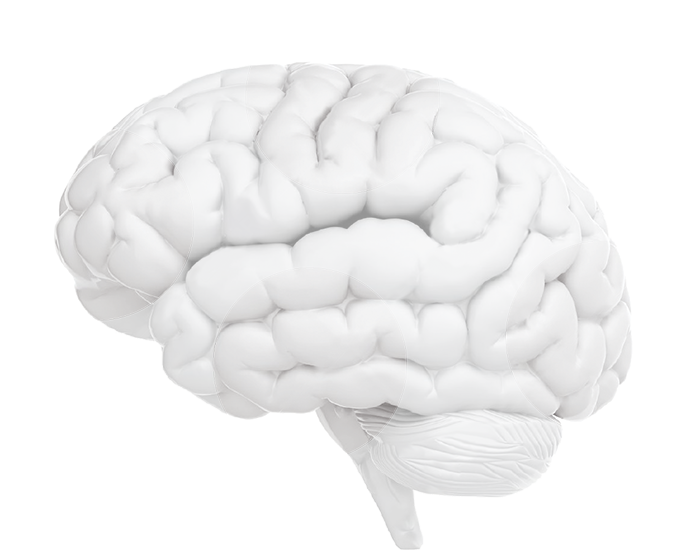 Human Brain Model Graphic PNG