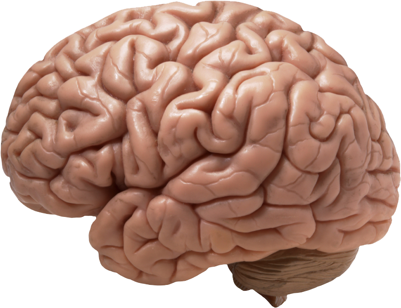 Human Brain Model PNG