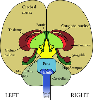 Human Brain Structure Diagram PNG
