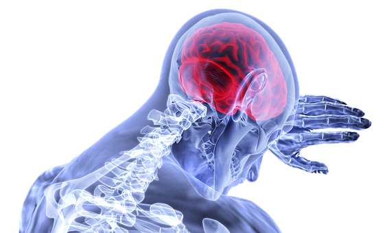 Human Brain Xray Visualization PNG