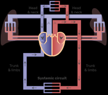 Human Circulatory System Diagram PNG