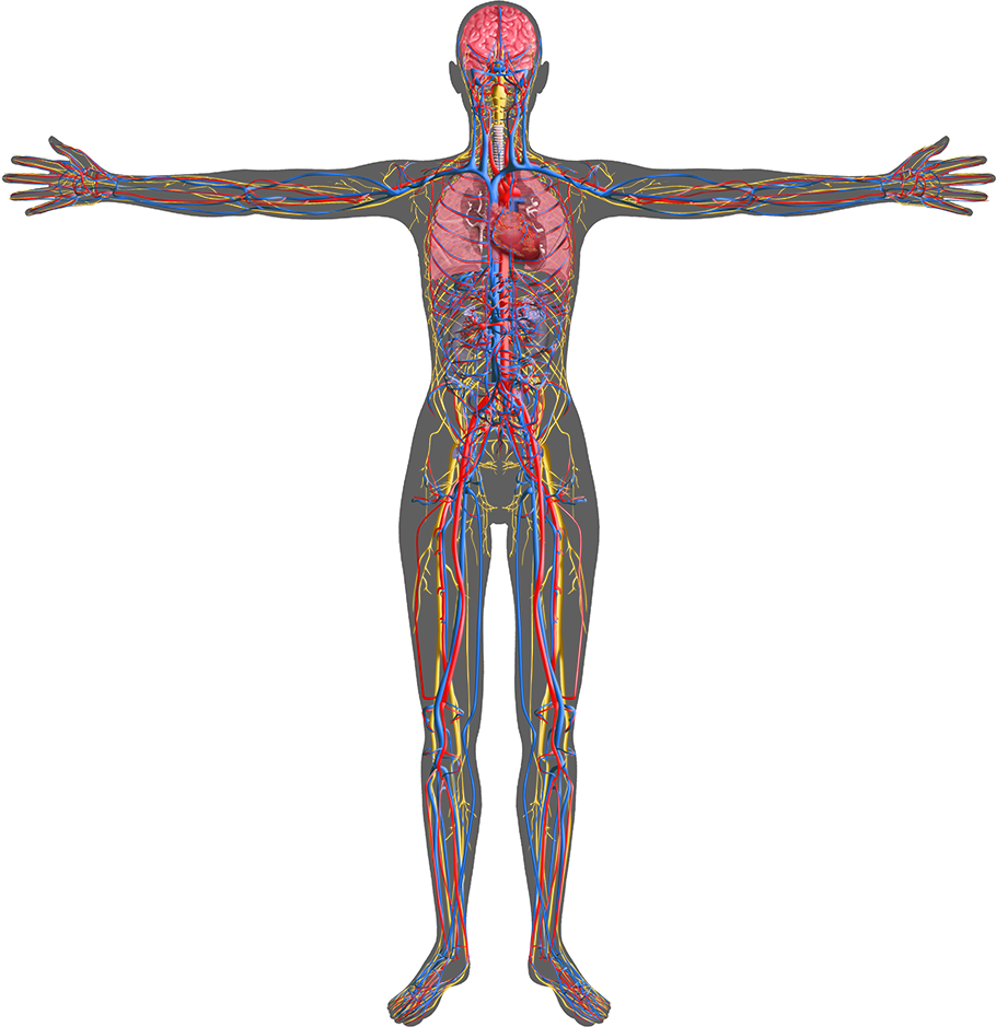Human Circulatory System Illustration PNG