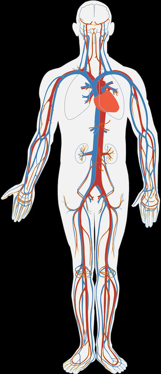 Human Circulatory System Illustration PNG