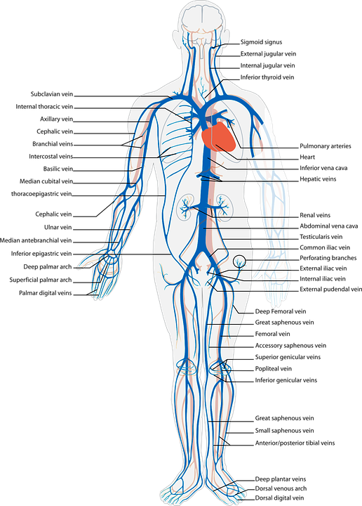 Human Circulatory System Veinsand Arteries PNG