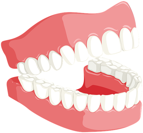 Human Dental Arch Model PNG