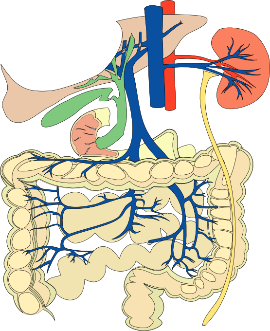 Human Digestiveand Renal System Illustration PNG
