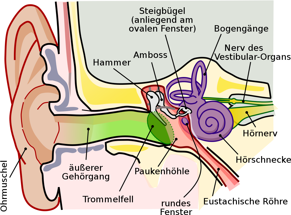 Human Ear Anatomy Diagram PNG