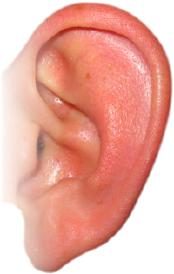 Human Ear Close Up.jpg PNG