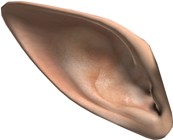 Human Ear Close Up3 D Render PNG