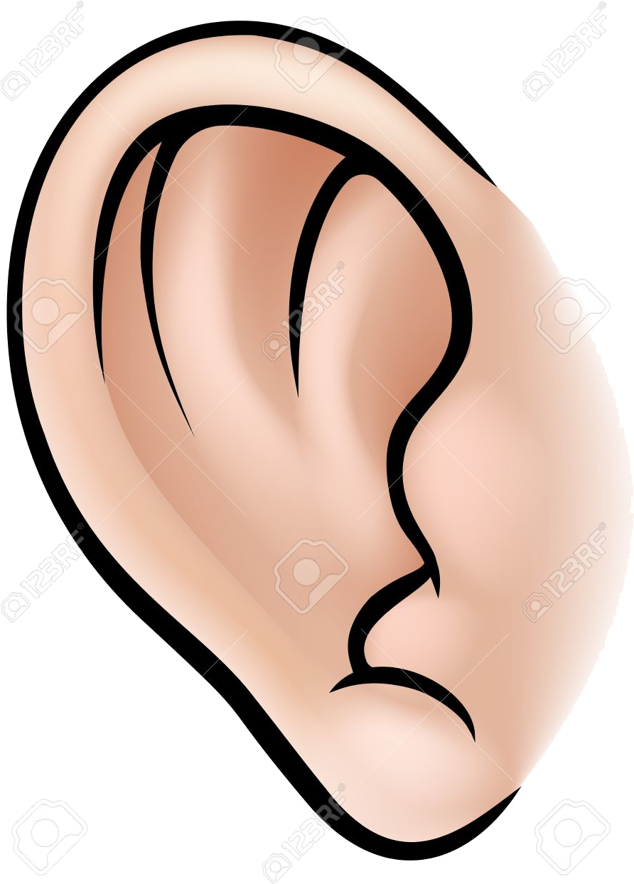 Human Ear Illustration PNG