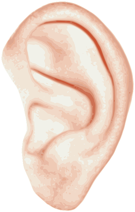 Human Ear Illustration.png PNG