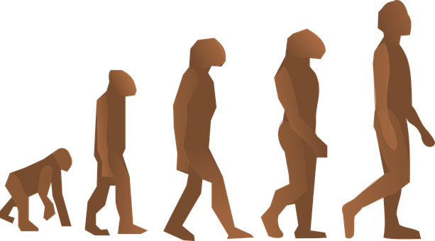Human Evolution Sequence PNG