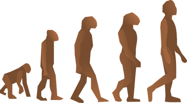 Human Evolution Sequence PNG — A brown silhouette sequence showing human evolution from ape to modern man walking forward.