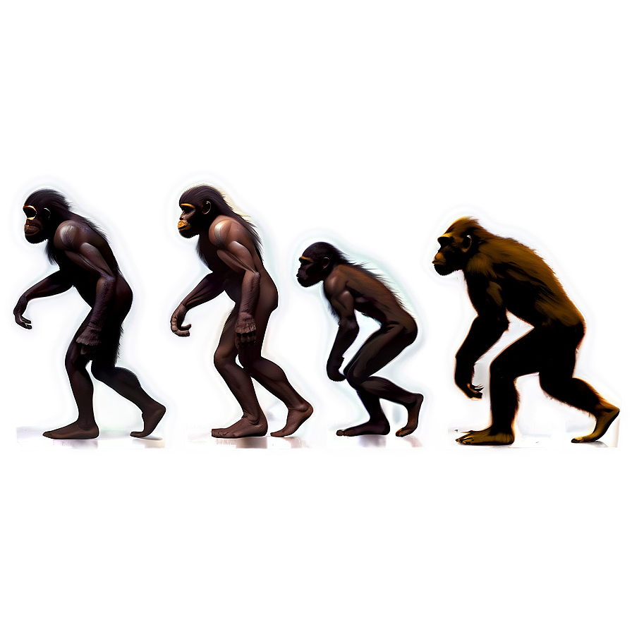 Human Evolution Timeline Png 06242024 PNG