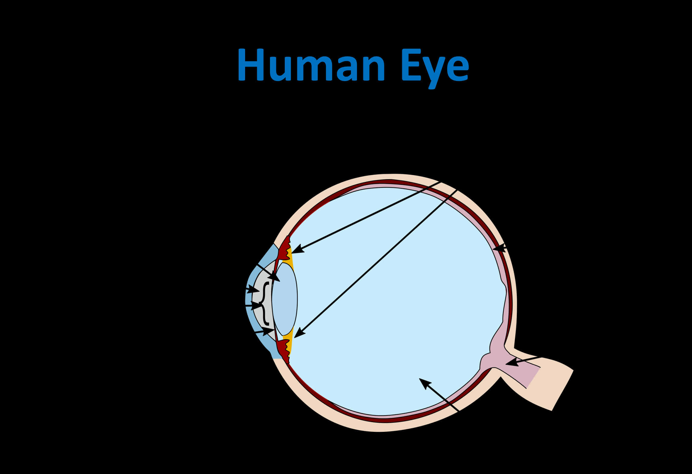 Human Eye Anatomy Diagram PNG
