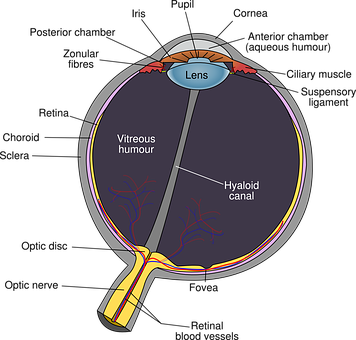 Human Eye Anatomy Diagram PNG