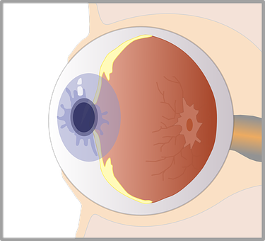 Human Eye Anatomy Illustration PNG