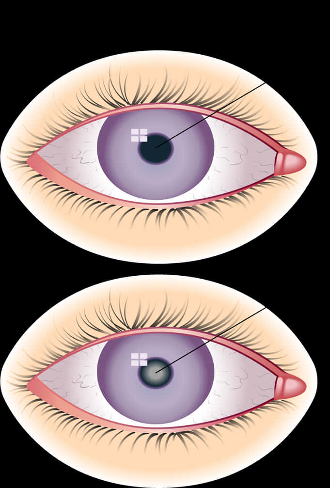 Human Eye Anatomy Illustration PNG