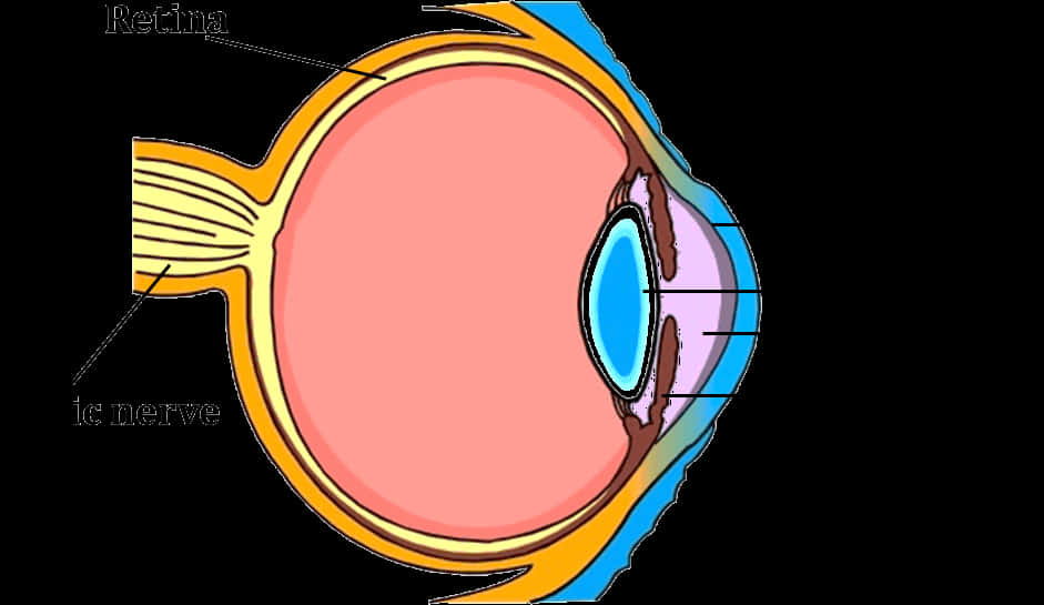 Human Eye Anatomy Illustration PNG