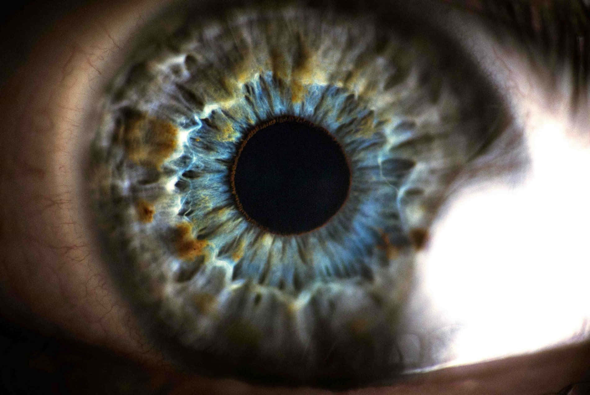 Human Eye Ultimate Closeup Wallpaper