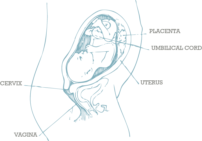 Human Fetal Development Diagram PNG