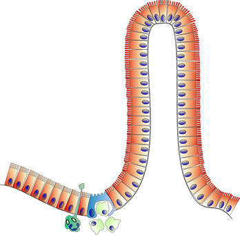 Human_ Gastrointestinal_ Tract_ Illustration PNG